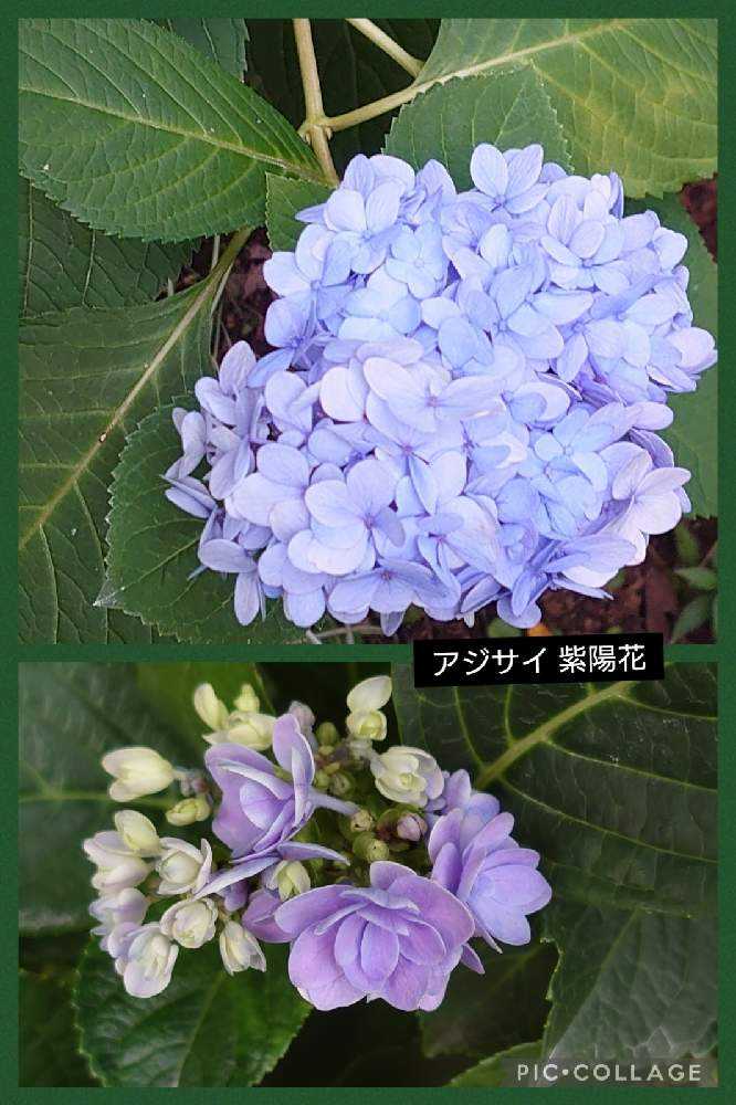2021年秋薔薇❦横浜イングリッシュガーデン【2】10/21