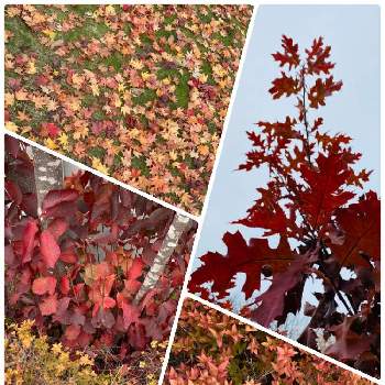 北海道の秋の画像 by 空色さん | お出かけ先と北海道の景色と秋の北海道と紅葉（こうよう）と落ち葉の絨毯と北海道の秋と落ち葉と北海道と北海道の自然