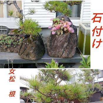 松の盆栽の画像 by あまのじゃくさん | 小さな庭と鉢植えと庭の一角と夕方の庭と松の盆栽