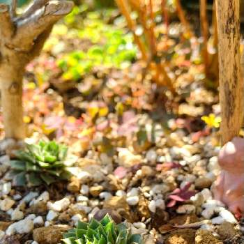 センペルビウム バニラシフォンの画像 by ハルさん | 広い庭とセンペルビウム バニラシフォンと多肉植物と11月の庭と地植えの多肉とふたご