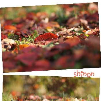 ステキなの画像 by 心音さん | 魅力的と秋の風景とリフレッシュ！とステキな