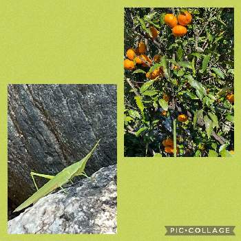 ショウリョウバッタの投稿画像一覧 Greensnap グリーンスナップ