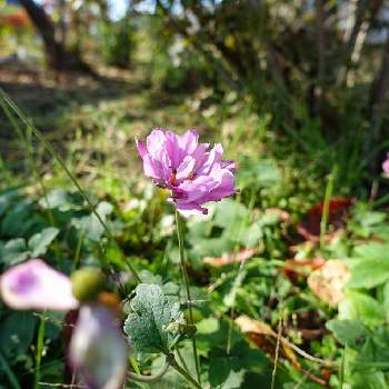 秋明菊ピンクの画像 by noriさん | 広い庭と秋明菊ピンクと自然と自然にお任せとマイガーデンと長野県と秋の花