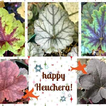 常緑多年草の投稿画像一覧 Greensnap グリーンスナップ