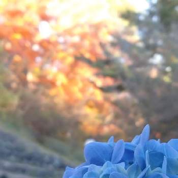 うつくしいの画像 by charlさん | お出かけ先とアジサイとひかりと青い花と大好き群馬と紅葉（こうよう）と散策とうつくしいとあき