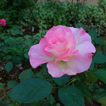 バラ ストロベリーアイスの画像 by さくさん | 小さな庭とバラ ストロベリーアイスと秋バラと11月とバラ好きと花のある暮らしと緑いっぱい
