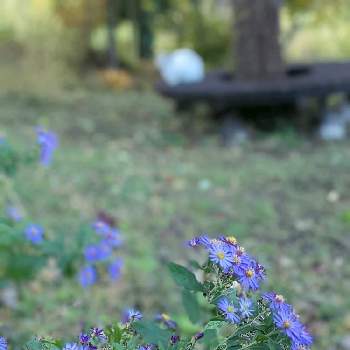 サークルベンチ♡✽の画像 by 秋草さん | 広い庭とキクと小菊と紫の花とむらさきの花と水曜日は水色とキク✽と我家のワンニャン♡とサークルベンチ♡✽