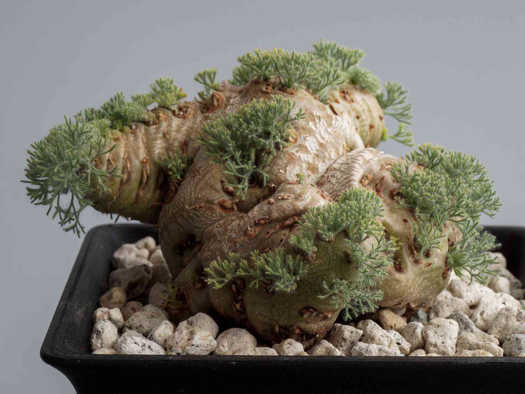 サルコカウロン ペニクリナム実生株B 赤花