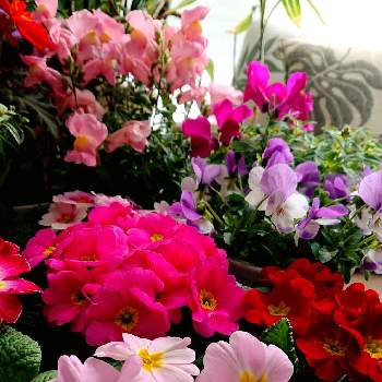 プリムラ・ポリアンサの画像 by しむちゃんさん | 部屋とビオラとプリムラ　ジュリアンとキンギョソウとプリムラ・ポリアンサとピンクのお花と癒やしとやっぱりピンクが好きとピンクワールドへ ようこそ