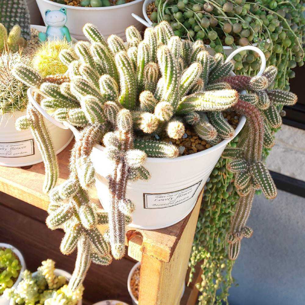 ❀262 白檀の生長記録 2022.08.14更新｜🍀GreenSnap（グリーンスナップ）