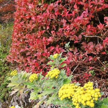 イソギク❁﻿の画像 by レモン愛花さん | ドウダンツツジの紅葉と秋の景色と庭木が大好きとよその庭とイソギク❁﻿