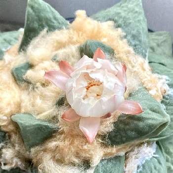 風龍 名前 の投稿画像一覧 Greensnap グリーンスナップ