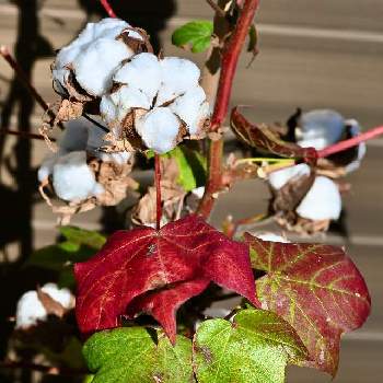 綿の実の画像 by てもさん | ワタと紅葉（こうよう）と綿の実とコットンボールと木曜モフモフとアオイ科