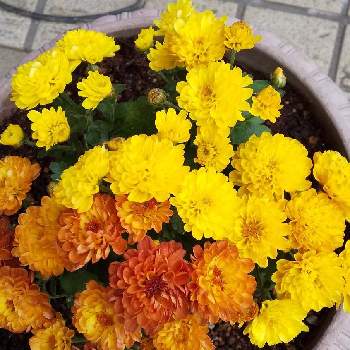 ジジ ガーデンマム♬の画像 by ともこさん | 小さな庭とガーデニングと花のある暮らしとジジ ガーデンマム♬
