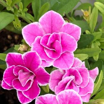 PWダブルピンククリップ♡の画像 by morinokoさん | ピンクの花と咲いてくれてありがとうとおうち園芸と癒されるとPWダブルピンククリップ♡とかわい〜♡