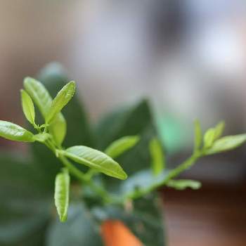 メキシカンライムの投稿画像一覧 Greensnap グリーンスナップ メキシカンライムの投稿画像一覧 Greensnap グリーンスナップ