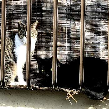猫ちゃんの画像 by ヒヨコの宝壺さん | 黒猫と癒しのひと時とのら猫ちゃんと猫ちゃんと幸せなさんぽ道と幸せな日常♪