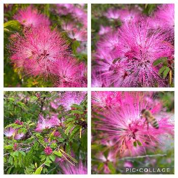 蕾が沢山の画像 by 芙蓉さん | 雲南ネムノキ。とピンクのホワホワと蕾が沢山と花のある暮らしとお花は綺麗ね
