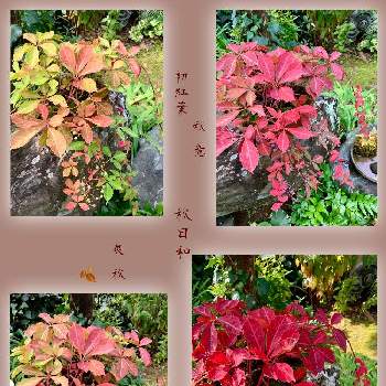 M's style bonsai(雑木)の画像 by 美野美谷さん | 広い庭とM's style bonsai(雑木)とM's style bonsaiと和の庭と秋の庭と色づきと庭景色とM'sヘンリーヅタ