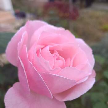 薔薇クイーンエリザベスの画像 by テカひめさん | 小さな庭と薔薇クイーンエリザベスとバラ