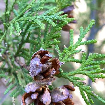 コノテガシワ の投稿画像一覧 Greensnap グリーンスナップ