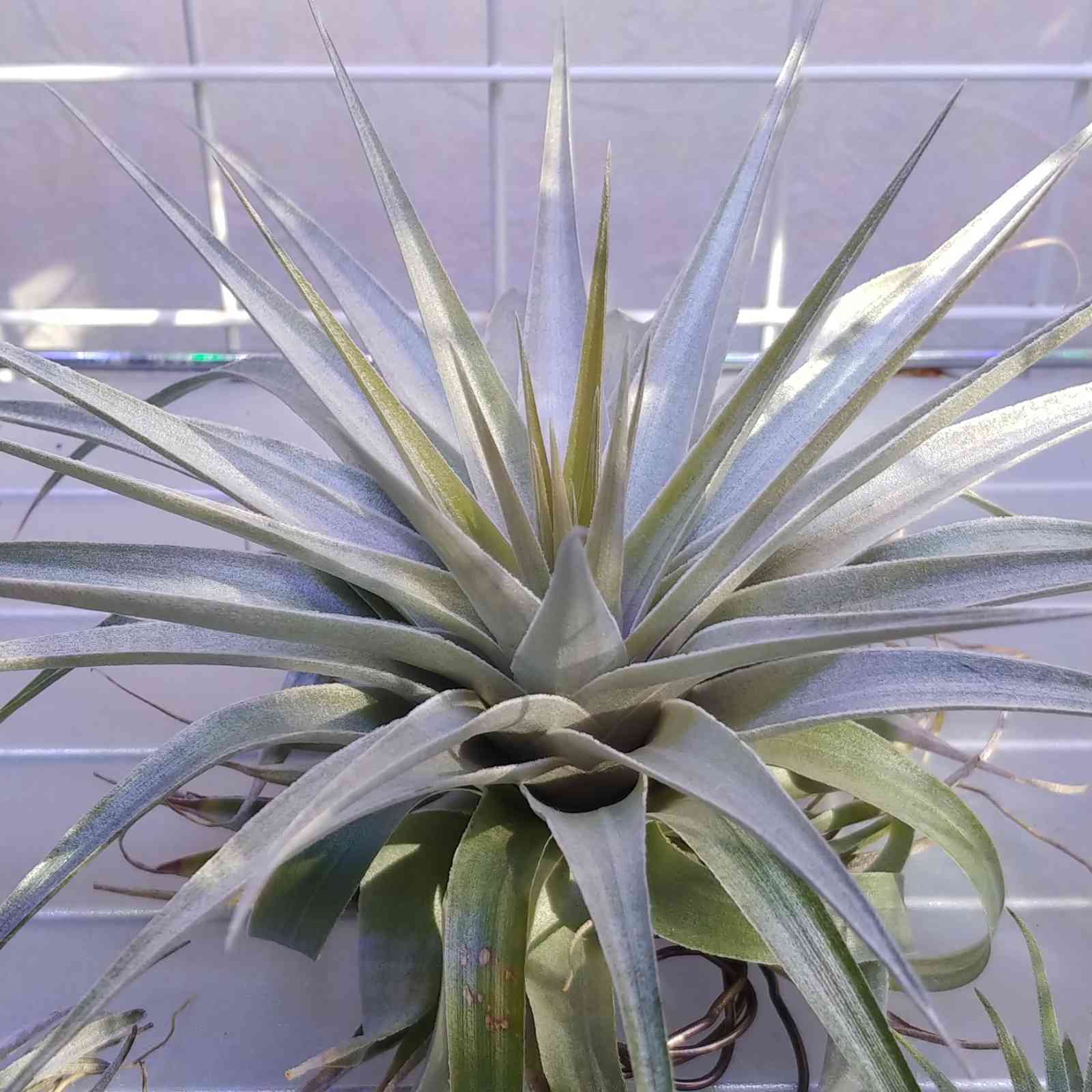 ブラジル赤花の一覧｜🍀GreenSnap（グリーンスナップ）