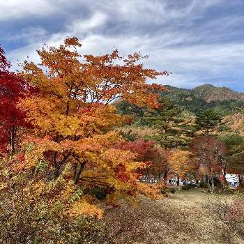 阿智村の画像 by ruriさん | 秋の訪れと阿智村と治部坂と綺麗な紅葉