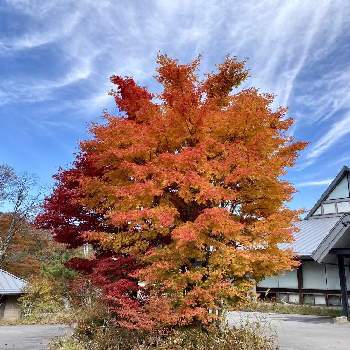 阿智村の画像 by ruriさん | 綺麗な紅葉と阿智村と治部坂
