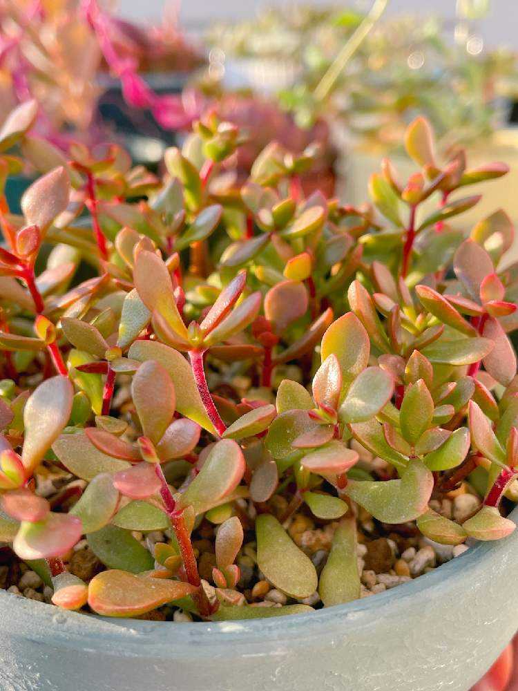 紅稚児の成長記録|🍀GreenSnap(グリーンスナップ) 紅稚児の成長記録|🍀GreenSnap(グリーンスナップ)