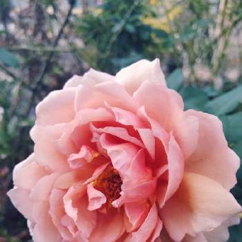 カフェ バラの画像 by *chocomint*plusさん | 小さな庭とカフェ バラとバラのある暮らしとおうち園芸とバラ 鉢植えとナチュラルスタイルと花のある暮らしとバラ・ミニバラ