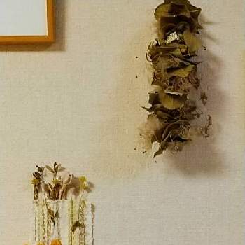 小菊いろいろの画像 by ウニ子さん | 部屋と小菊３色とドライフラワーとお気に入りと可愛いお花とビヨン・ヴィンブラッドとお花のある暮らしと可愛いと小菊いろいろとお気に入りのフラワーベース