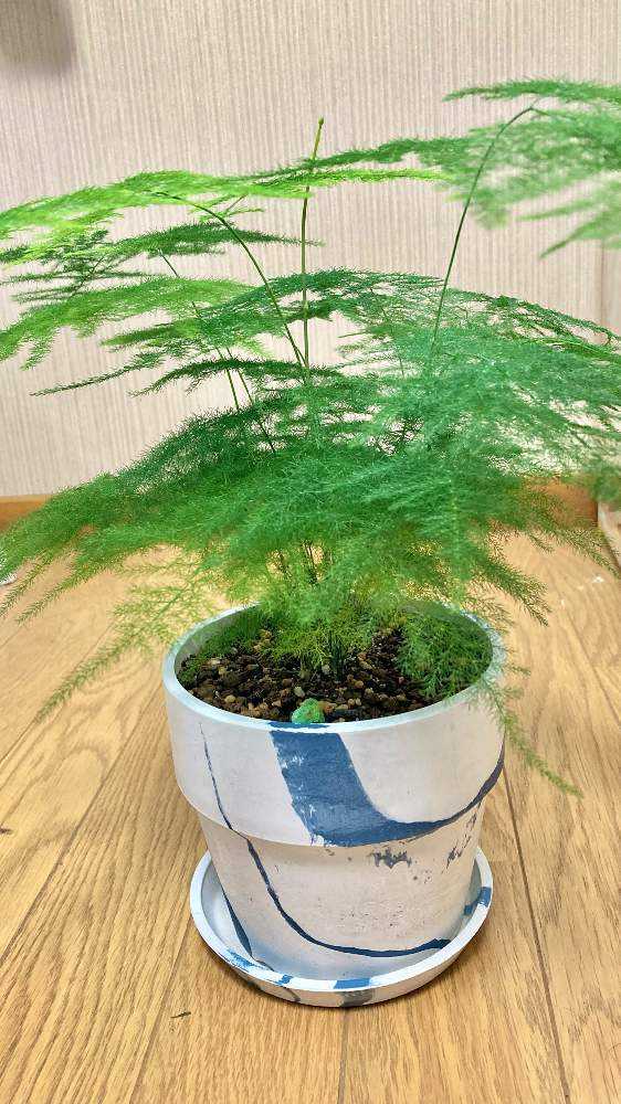 アスパラガス・プルモーサス・ナナスふわふわ記(2022/7/21更新