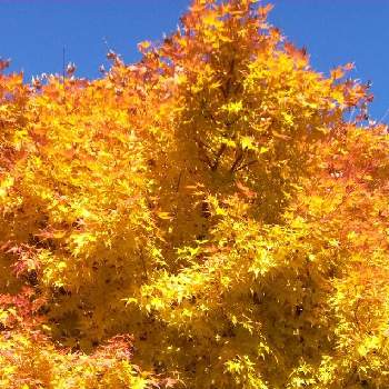 秋の気配♪♪の画像 by ハッピーさん | お出かけ先とモミと黄色いモモジと季節を感じる♪と不思議な力と秋の気配♪♪とみどりのあるくらしと紅葉♡と黄色の美と生命力！