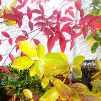 レンギョウ 連翹 の育て方 植え付け時期や剪定の仕方は 増やし方は Greensnap グリーンスナップ