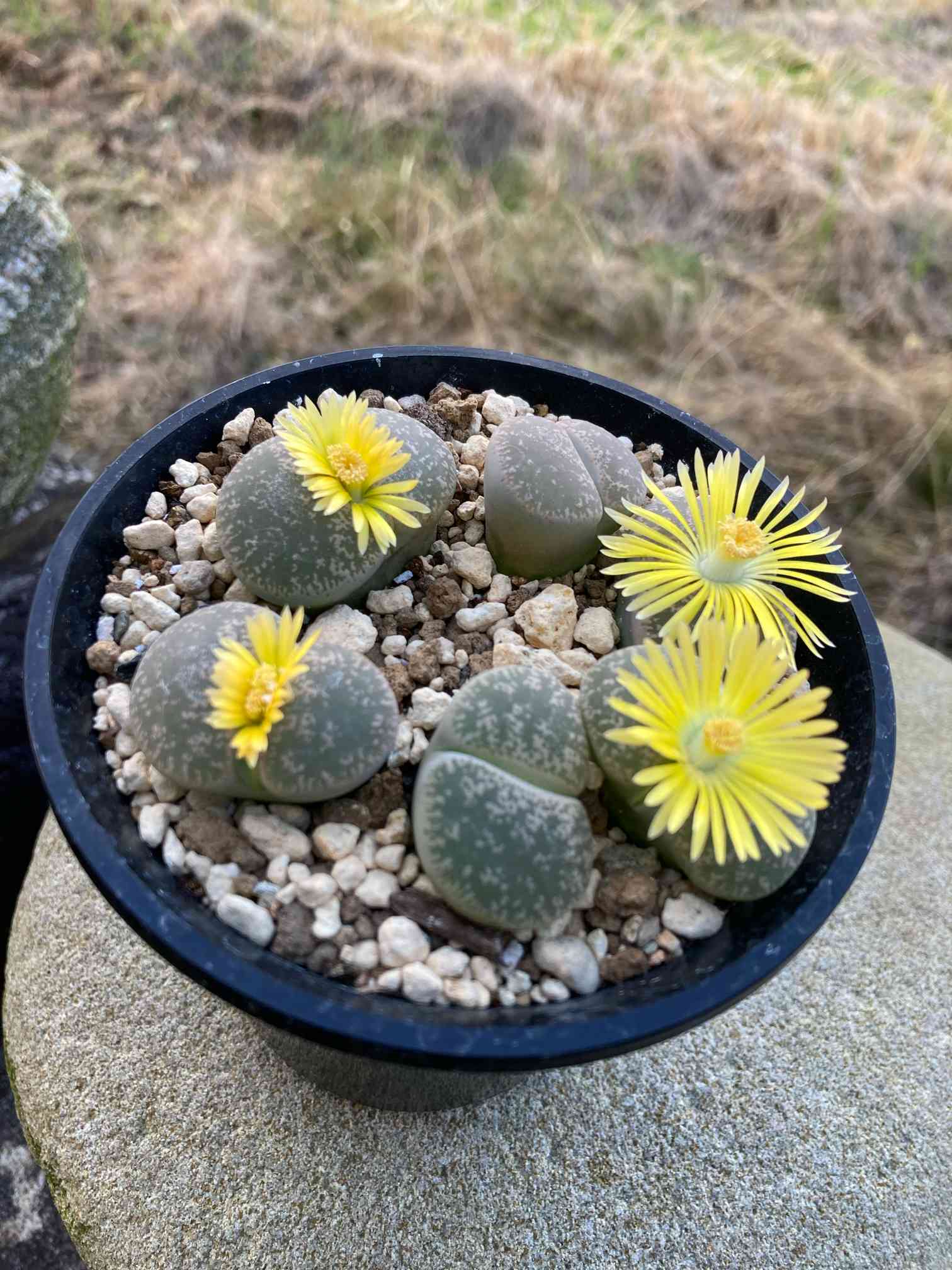 リトープスの脱皮から株分けそしてお花を咲かせてくれました