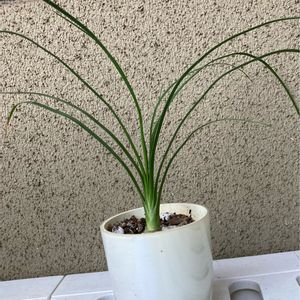 観葉植物,鉢植え,初秋,100均観葉植物,葉っぱ好きの画像