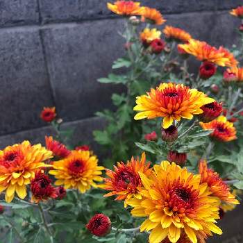 ロイス 中輪系ダリア菊の投稿画像一覧 Greensnap グリーンスナップ