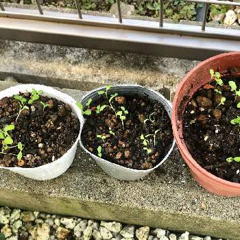 ネモフィラ種まきの投稿画像一覧 Greensnap グリーンスナップ