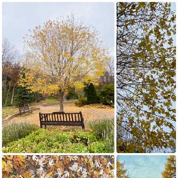 北海道の秋の画像 by 空色さん | お出かけ先と北海道の景色と落ち葉の絨毯と北海道の秋と落ち葉と北海道と北海道の自然と小さな幸せ感謝