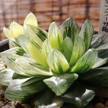 ハオルチア 京の花火 Brandsynariourdu Com