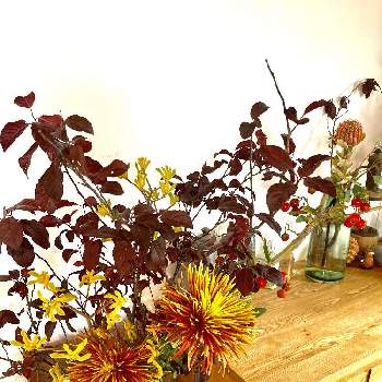 菊科の花の画像 by kiisantaさん | 棚とオージープランツと菊科の花とネイティブプランツとカンガルポーの切り花