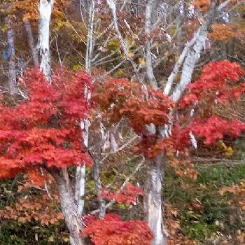 木々の紅葉の画像 by hirokoさん | お出かけ先ともみじ紅葉と綺麗な紅葉とコントラストと木々の紅葉