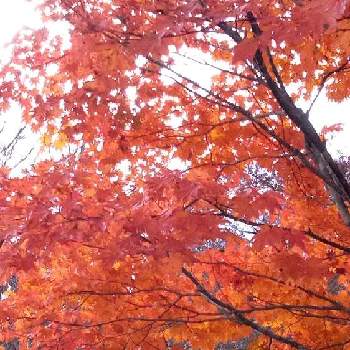 木々の紅葉の画像 by hirokoさん | お出かけ先と駐車場とコントラストと綺麗な紅葉と木々の紅葉ともみじ紅葉