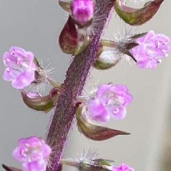 赤紫蘇の花の投稿画像一覧 Greensnap グリーンスナップ