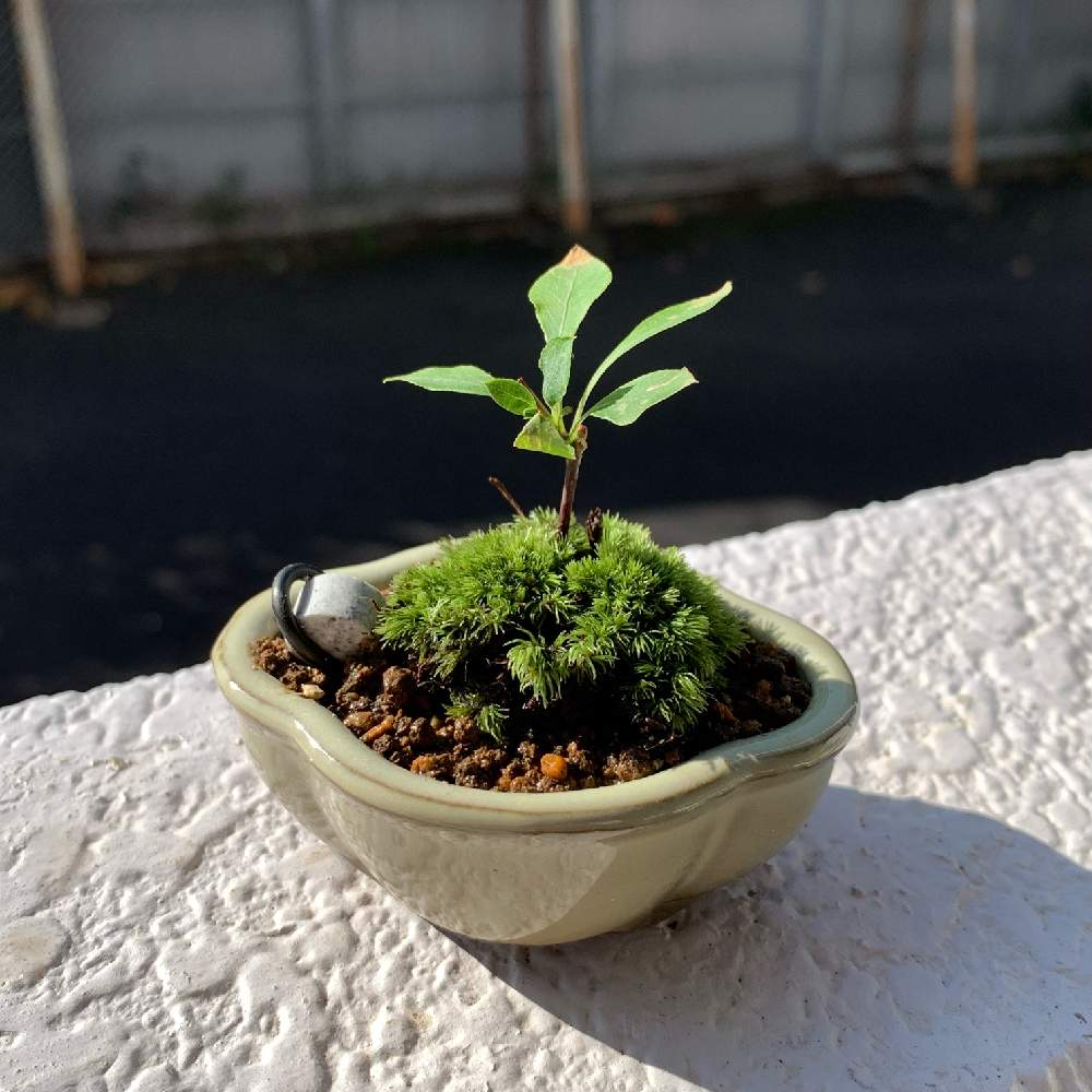 ドウダンツツジの投稿画像 By くにぽんさん ドウダンツツジ とミニ盆栽と小品盆栽と豆盆栽と盆栽 21月11月4日 Greensnap グリーンスナップ