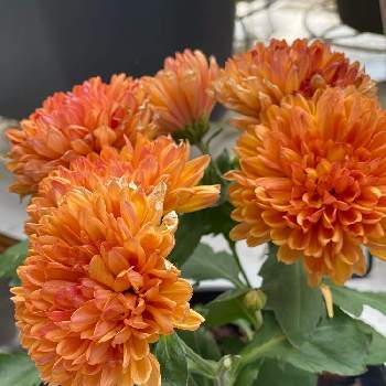 クリサンセマム　マウントオービスクの画像 by gdnaさん | クリサンセマム　マウントオービスクと鉢植えと開花と秋の花