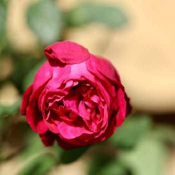 バラ はいからの画像 by わんこ服やさん | 小さな庭とバラ はいからと赤いバラとバラ好きと真紅のバラ