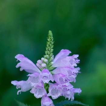 角虎の尾の投稿画像一覧 Greensnap グリーンスナップ