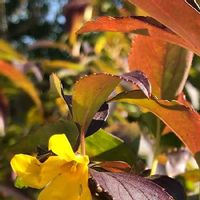 レンギョウ 連翹 の育て方 植え付け時期や剪定の仕方は 増やし方は Greensnap グリーンスナップ