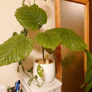 モンステラ アダンソニーの投稿画像一覧 Greensnap グリーンスナップ